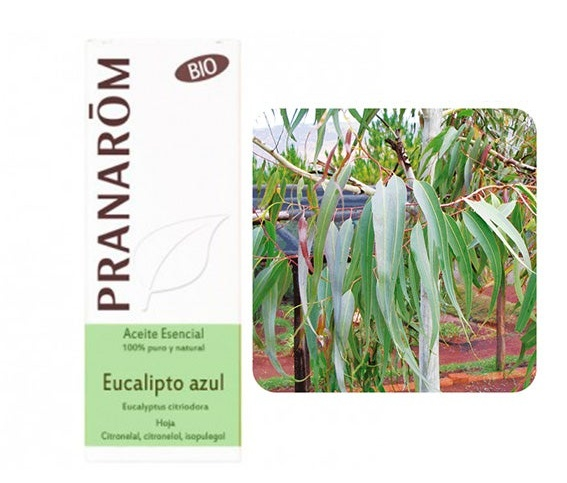 Pranarom Aceite Esencial Eucalipto Azul Bio 10 ml